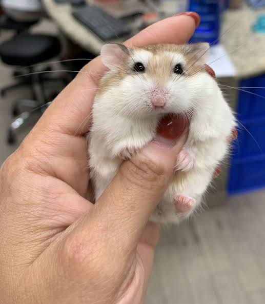 alt1ham